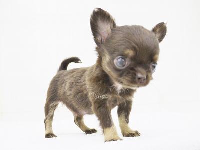 animal_image