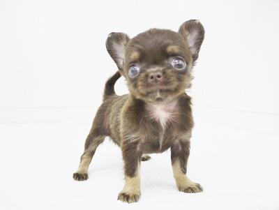 animal_image