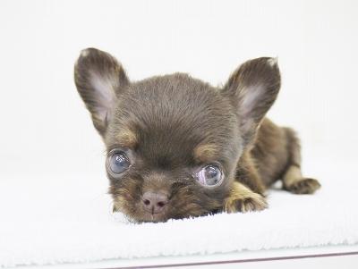 animal_image