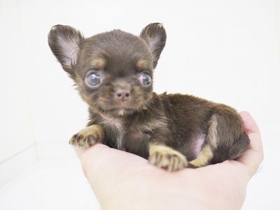 animal_image