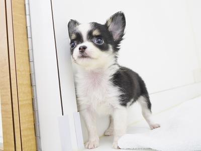 animal_image
