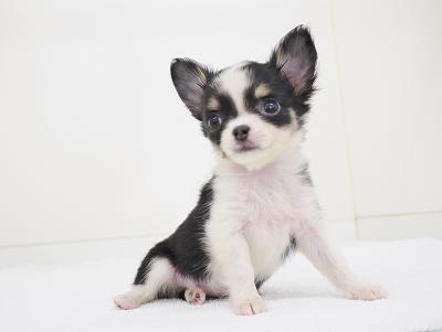 animal_image