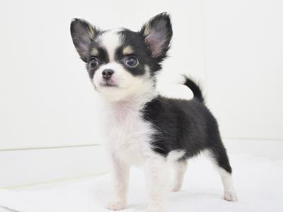 animal_image