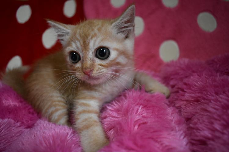 animal_image