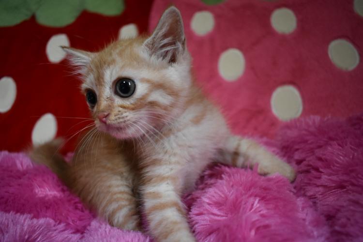 animal_image