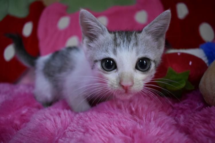 animal_image