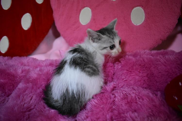 animal_image