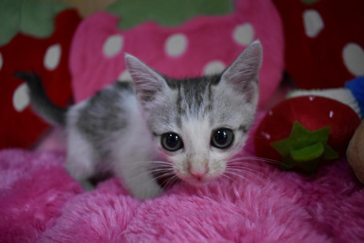 animal_image