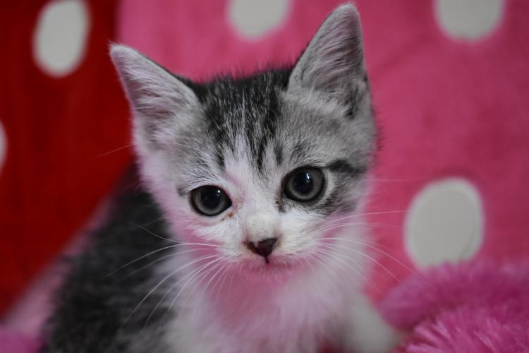 animal_image