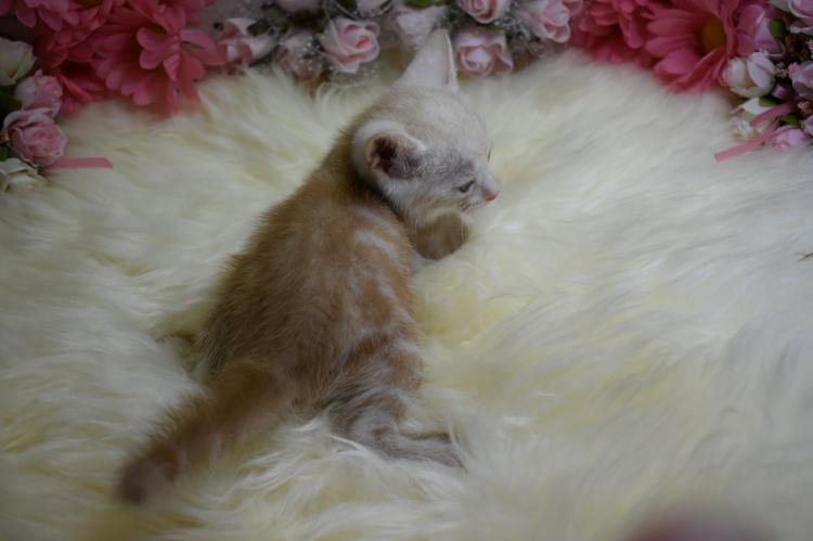 animal_image