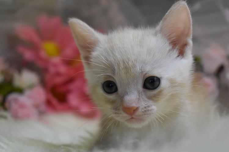 animal_image
