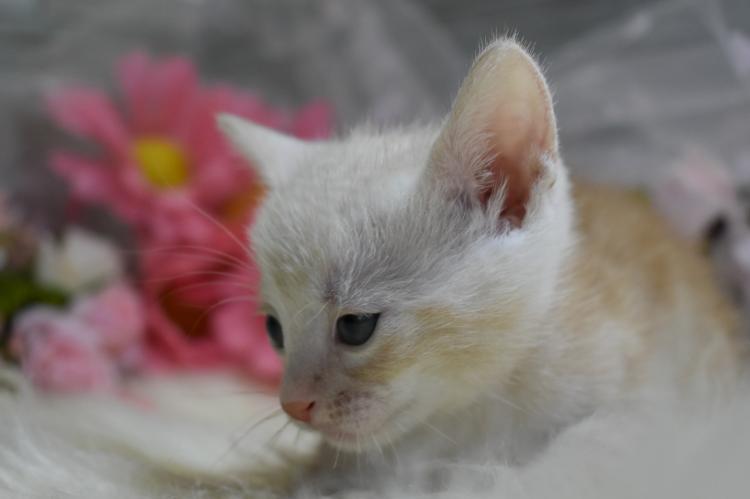 animal_image