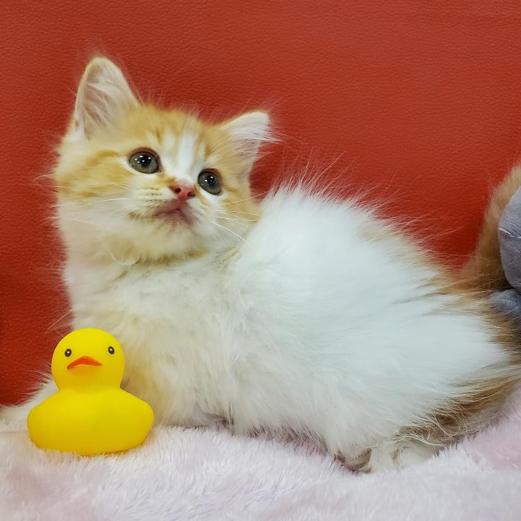 animal_image