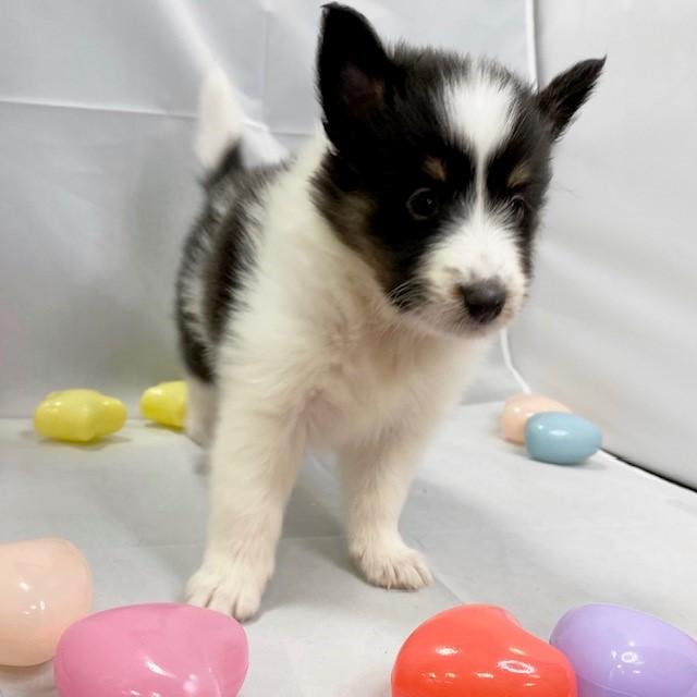 animal_image