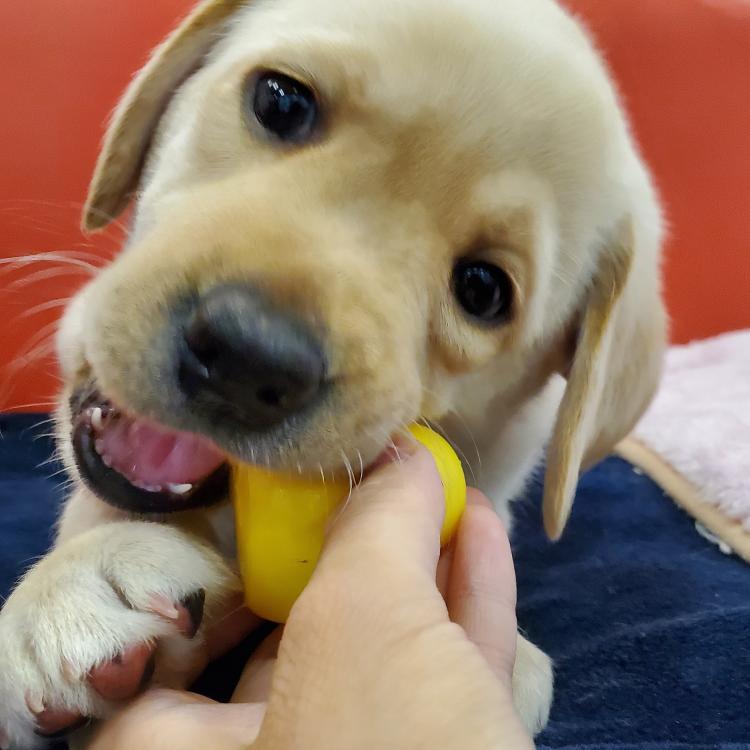 animal_image