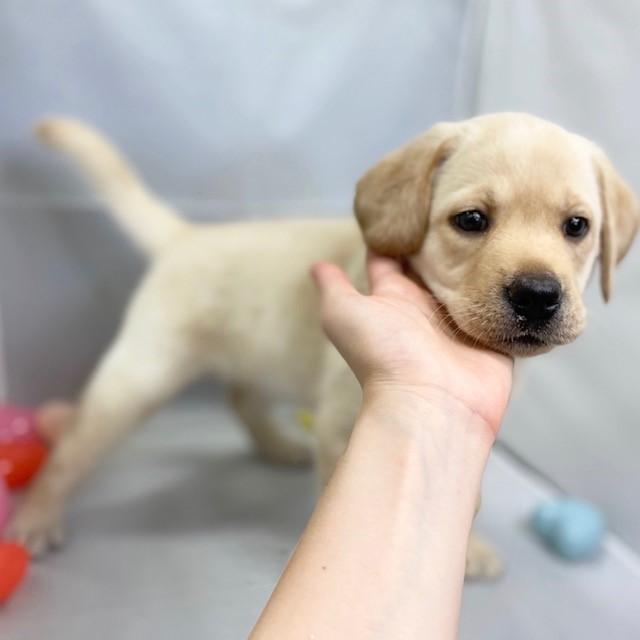 animal_image