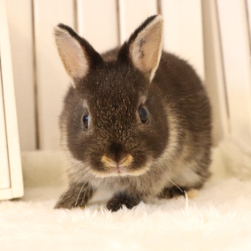 animal_image