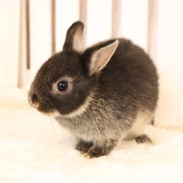 animal_image