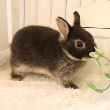 animal_image
