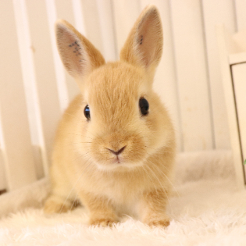 animal_image