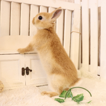 animal_image