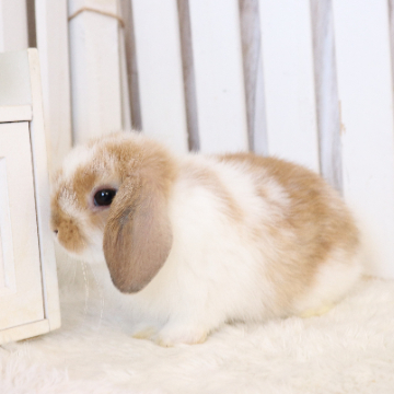 animal_image