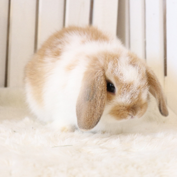 animal_image