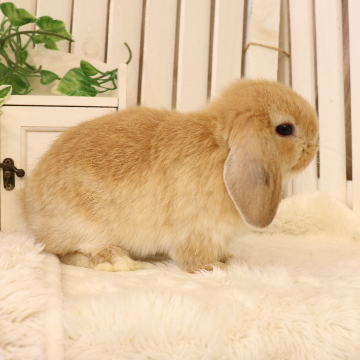 animal_image