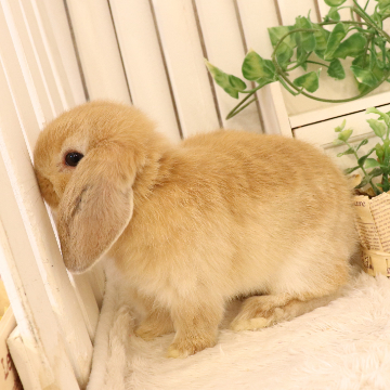 animal_image