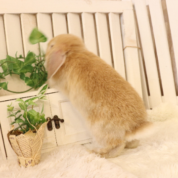 animal_image
