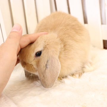 animal_image