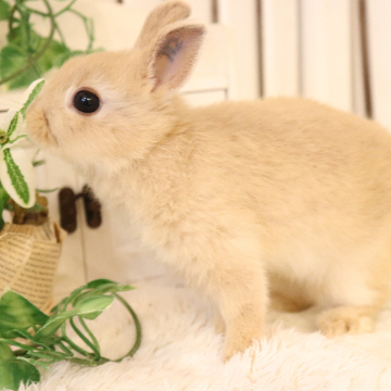 animal_image