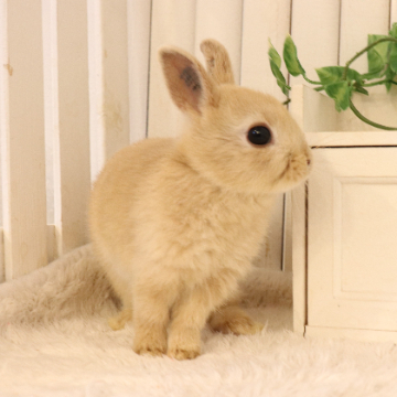 animal_image