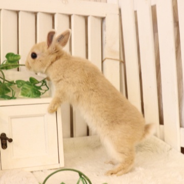 animal_image