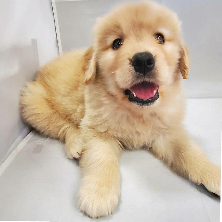 animal_image