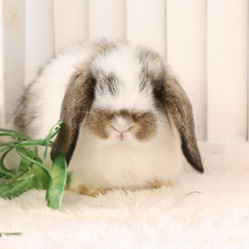 animal_image