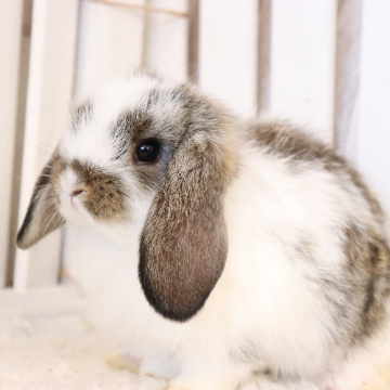 animal_image
