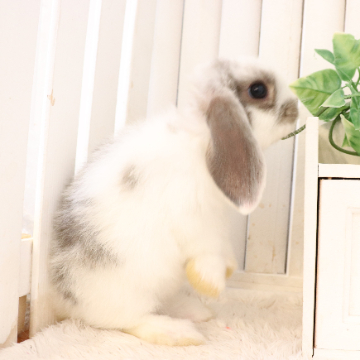 animal_image