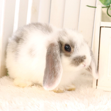 animal_image
