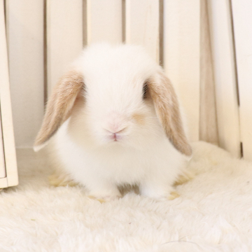 animal_image