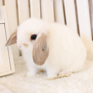 animal_image