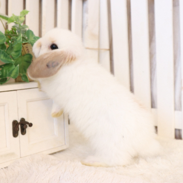 animal_image