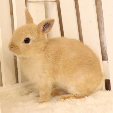 animal_image