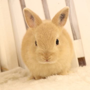 animal_image