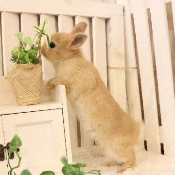 animal_image