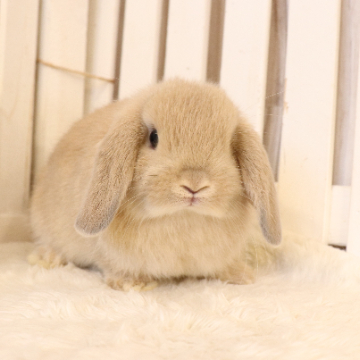 animal_image