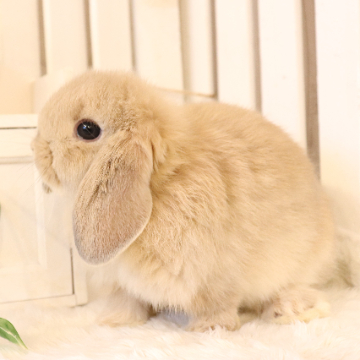 animal_image