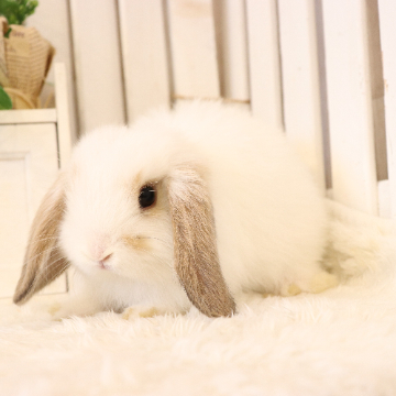 animal_image