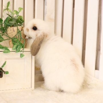 animal_image