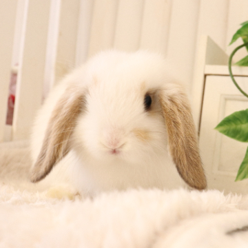 animal_image